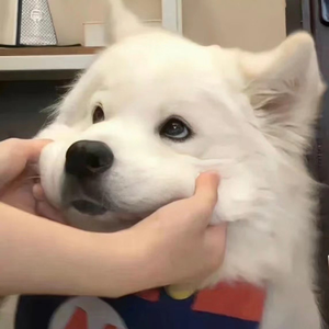 白嫩的肥岳嗷嗷叫嗯嗯
